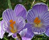 Crocus 8P076D-20